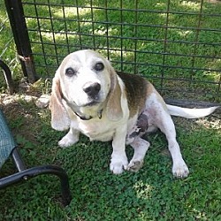 Thumbnail photo of Buster Beagle #2