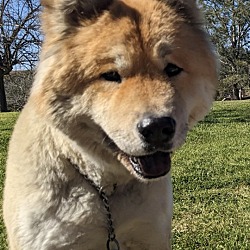 Photo of Simba