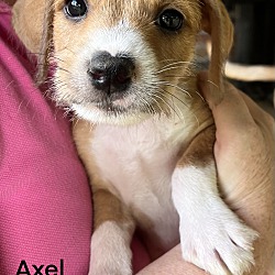 Thumbnail photo of Axel~adopted! #2