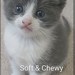 Photo of Soft & Chewy