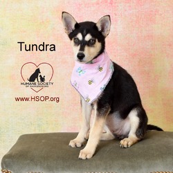 Photo of Tundra