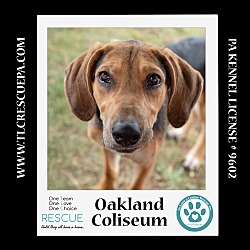 Thumbnail photo of Oakland Coliseum (Ballpark Pups) 050424 #1