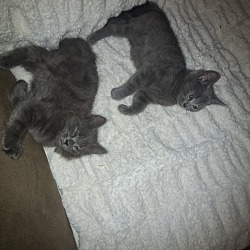 Photo of They are kittens no names