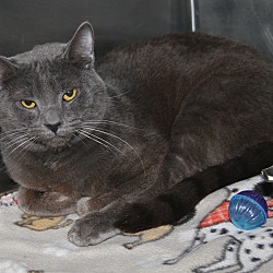 Thumbnail photo of Phantom (Neutered) New Pics #1