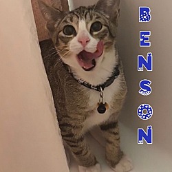 Thumbnail photo of Benson #4