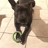 adopt a pet
