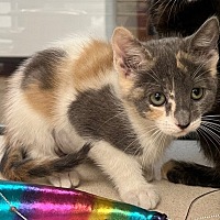 adopt a pet