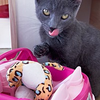 adopt a pet