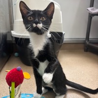 adopt a pet