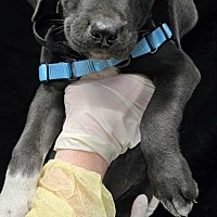 adopt a pet