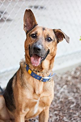 Visalia, CA - German Shepherd Dog. Meet Leo a Pet for Adoption ...