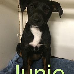 Thumbnail photo of Junie in CT #1