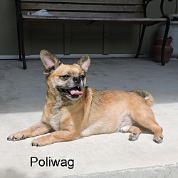 Thumbnail photo of Poliwag #1