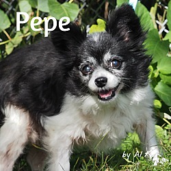 Thumbnail photo of Pepe #1