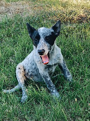 Sacramento, CA - Cattle Dog/Corgi. Meet Soda a Pet for Adoption ...