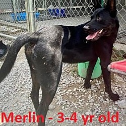 Photo of MERLIN (4Y 53 LBS)
