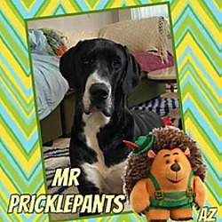 Photo of Mr Pricklepants