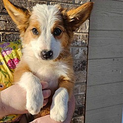 Photo of Annie - PENDING