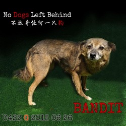 Thumbnail photo of Bandit 0422 #1