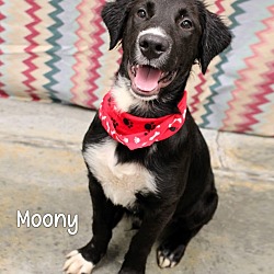 Thumbnail photo of Moony #1