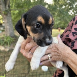 Thumbnail photo of Norabel beagle #1