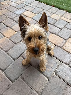 Dash The Yorkie Photo #4