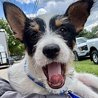 adopt a pet