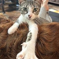 adopt a pet