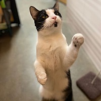 adopt a pet