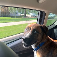 adopt a pet