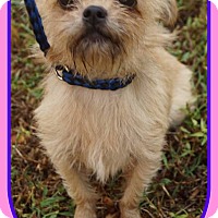 New Jersey, Nj - Terrier (unknown Type, Small). Meet Nj - Bordentown 