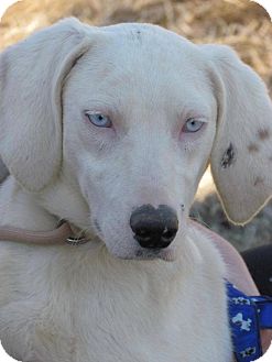 Richmond, VA - Dalmatian. Meet Ludwig a Pet for Adoption.