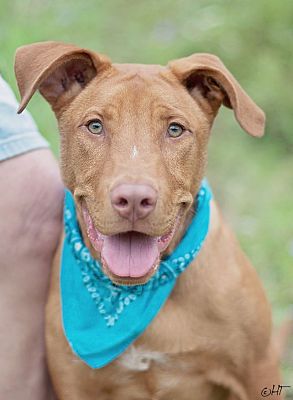 Houston, TX - Vizsla. Meet Rudy a Pet for Adoption.