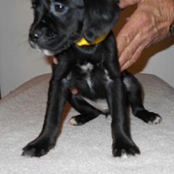 Thumbnail photo of Wilkes #1 Black Puppy Adopted! #3