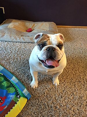 Rogers Mn English Bulldog Meet Murphy A Pet For Adoption