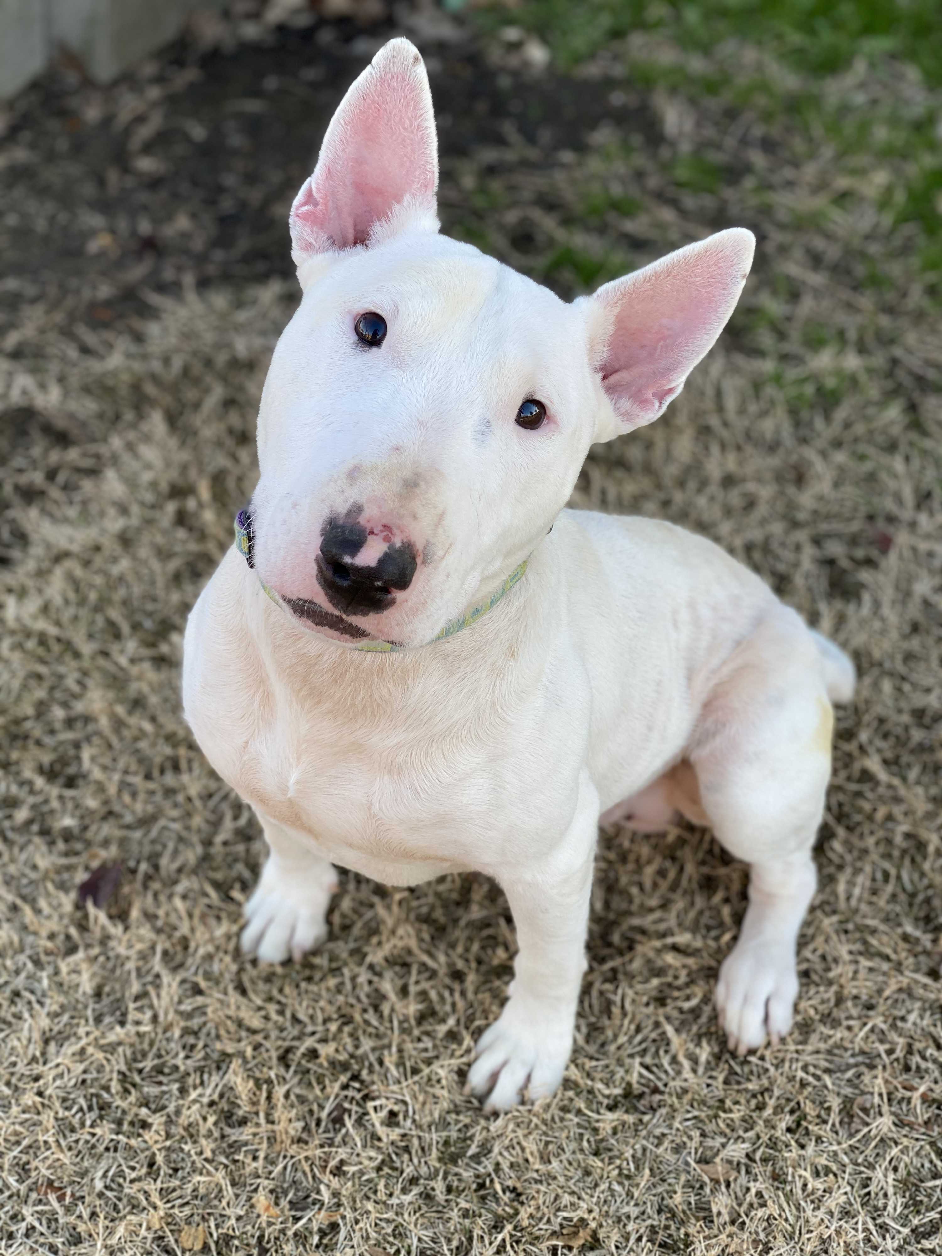 Adopt Spencer a White Bull Terrier / Mixed dog in Dallas