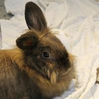 Animal Rescue League Of Boston Cape Cod Branch In Brewster Massachusetts