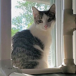 Photo of Emmet