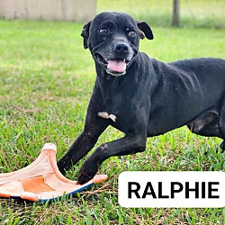 Photo of Ralphie