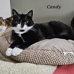 Thumbnail photo of Candy #3