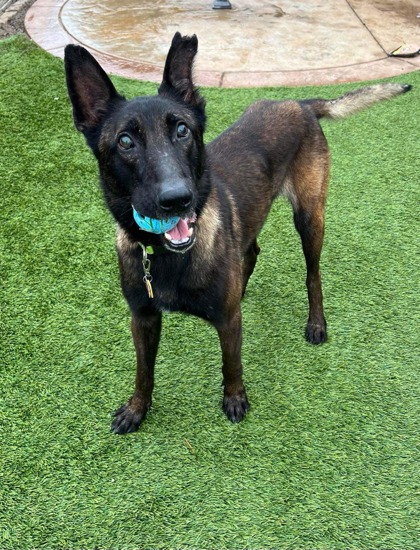 Fresno, CA - Belgian Malinois. Meet Ol' Man Marley a Pet for Adoption ...