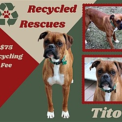 Photo of Tito (Recycle)