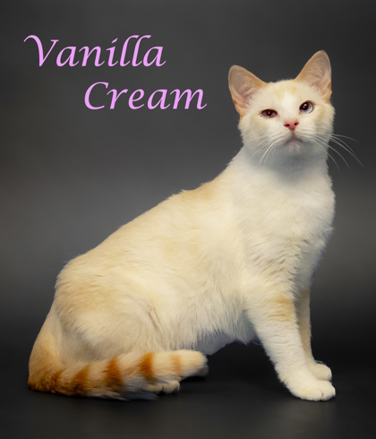 Photo of Vanilla Cream