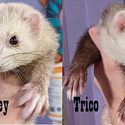 Photo of Monkey & Trico