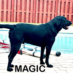 Thumbnail photo of Magic #4