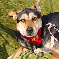 adopt-pet