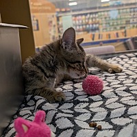 adopt a pet