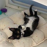 adopt a pet