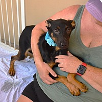 adopt a pet