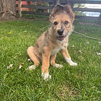 adopt-pet